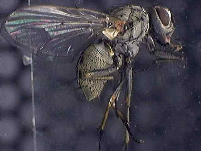 Helina 1